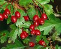 Боярышник (Crataegus Sanguinea Pall.)