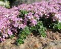 Чабрец, или тимьян (Thymus serpyllum L. S. I.)
