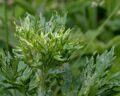 Полынь (Artemisia absinthium l. )